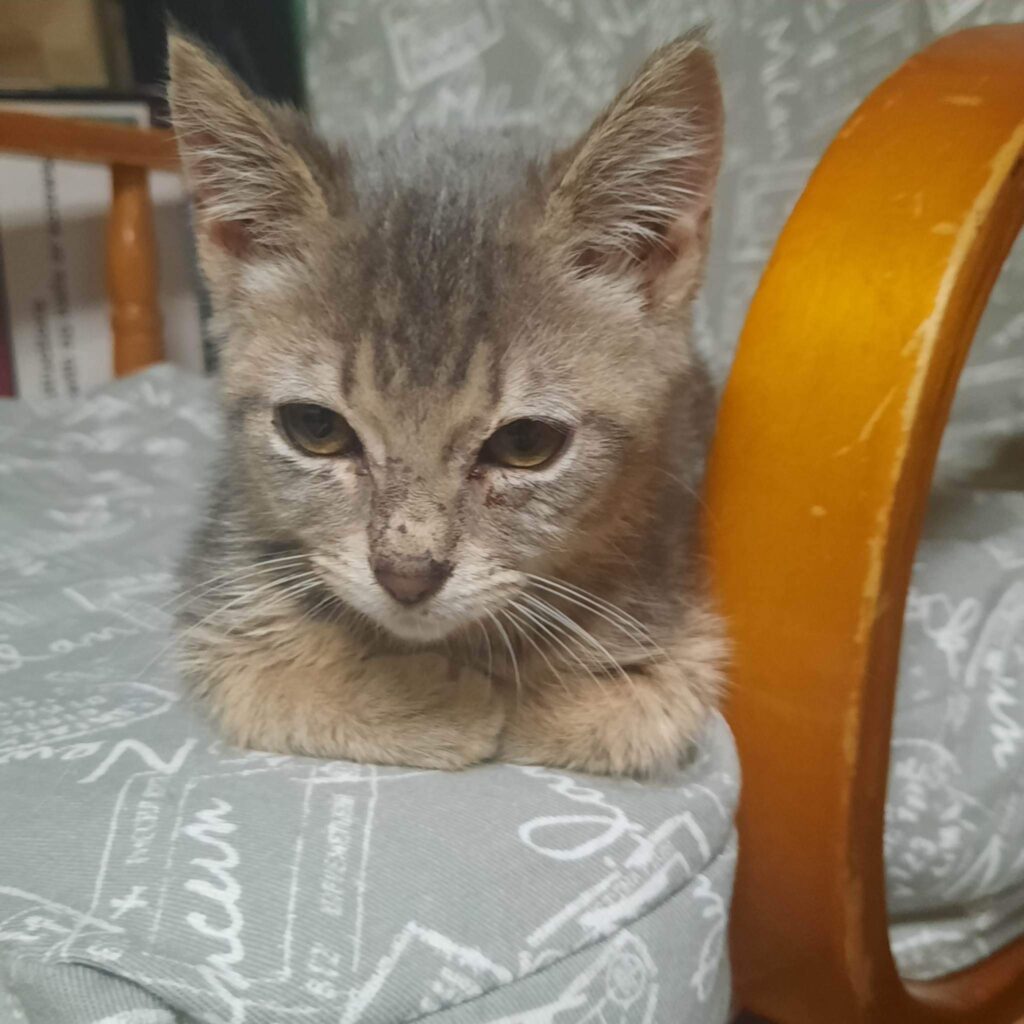 Recovered the cushions on our glider and our kitten likes it 