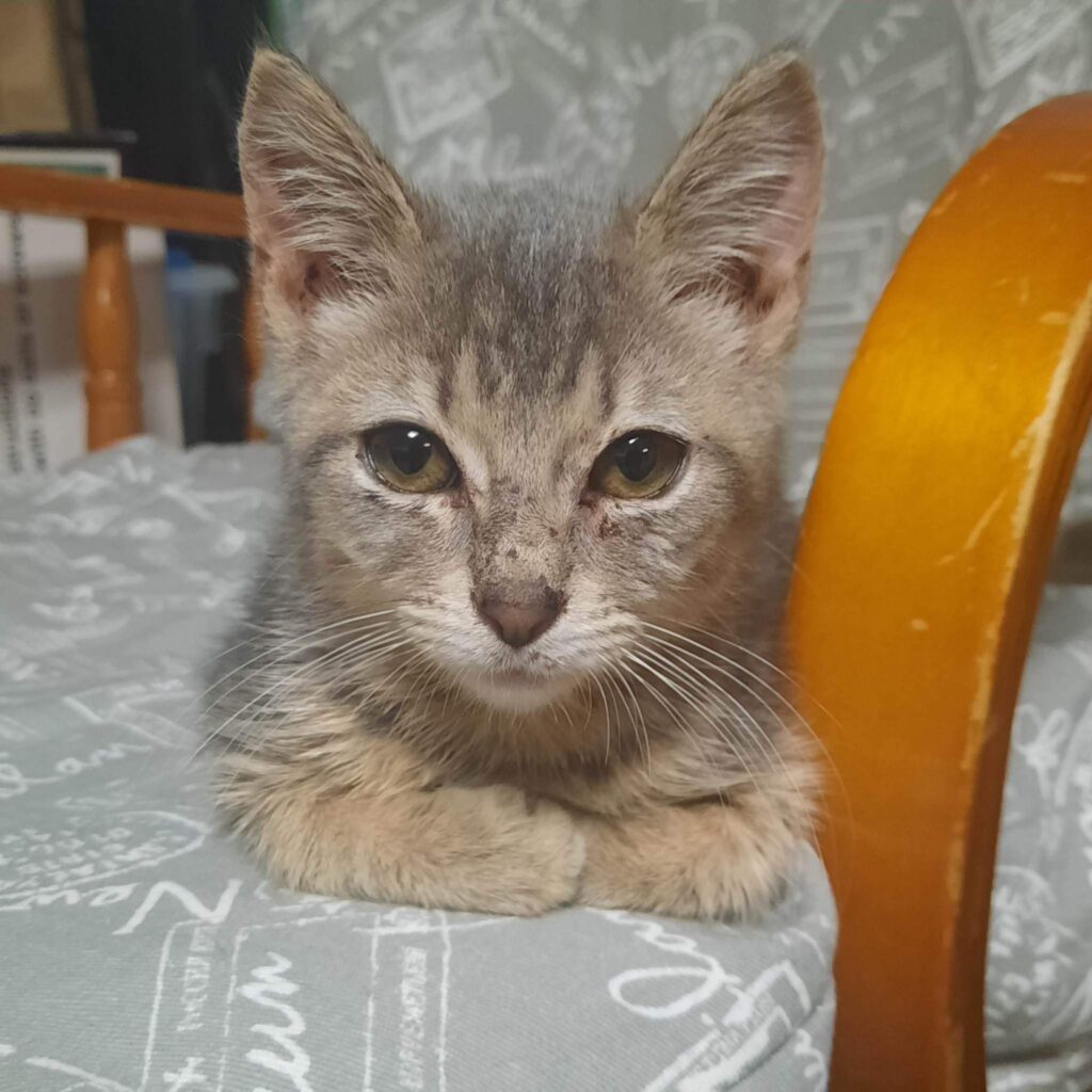 MissPrints loves the glider I recently redid the cushions for. I wonder if it because she thinks she blends in. 